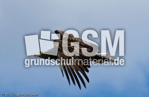 Seeadler (1 von 11).jpg